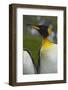 South Georgia. Saint Andrews. King Penguin, Aptenodytes Patagonicus-Inger Hogstrom-Framed Photographic Print