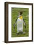 South Georgia. Saint Andrews. King Penguin, Aptenodytes Patagonicus-Inger Hogstrom-Framed Photographic Print