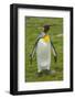 South Georgia. Saint Andrews. King Penguin, Aptenodytes Patagonicus-Inger Hogstrom-Framed Photographic Print