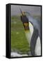 South Georgia. Saint Andrews. King Penguin Courtship Display-Inger Hogstrom-Framed Stretched Canvas