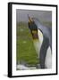 South Georgia. Saint Andrews. King Penguin Courtship Display-Inger Hogstrom-Framed Photographic Print