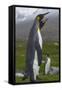 South Georgia. Saint Andrews. King Penguin Mated Pair-Inger Hogstrom-Framed Stretched Canvas