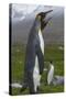 South Georgia. Saint Andrews. King Penguin Mated Pair-Inger Hogstrom-Stretched Canvas