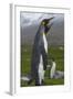 South Georgia. Saint Andrews. King Penguin Mated Pair-Inger Hogstrom-Framed Photographic Print