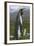 South Georgia. Saint Andrews. King Penguin Mated Pair-Inger Hogstrom-Framed Photographic Print