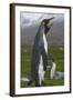 South Georgia. Saint Andrews. King Penguin Mated Pair-Inger Hogstrom-Framed Photographic Print