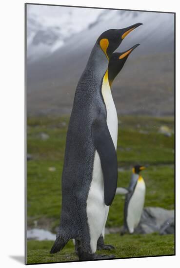 South Georgia. Saint Andrews. King Penguin Mated Pair-Inger Hogstrom-Mounted Photographic Print