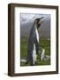 South Georgia. Saint Andrews. King Penguin Mated Pair-Inger Hogstrom-Framed Photographic Print