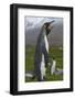 South Georgia. Saint Andrews. King Penguin Mated Pair-Inger Hogstrom-Framed Photographic Print