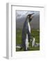 South Georgia. Saint Andrews. King Penguin Mated Pair-Inger Hogstrom-Framed Photographic Print