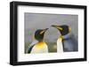 South Georgia. Saint Andrews. King Penguin Mated Pair-Inger Hogstrom-Framed Photographic Print