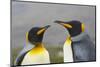 South Georgia. Saint Andrews. King Penguin Mated Pair-Inger Hogstrom-Mounted Photographic Print