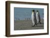 South Georgia. Saint Andrews. King Penguins on the Beach-Inger Hogstrom-Framed Photographic Print