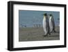 South Georgia. Saint Andrews. King Penguins on the Beach-Inger Hogstrom-Framed Photographic Print