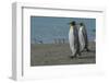 South Georgia. Saint Andrews. King Penguins on the Beach-Inger Hogstrom-Framed Photographic Print