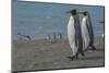 South Georgia. Saint Andrews. King Penguins on the Beach-Inger Hogstrom-Mounted Photographic Print