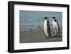 South Georgia. Saint Andrews. King Penguins on the Beach-Inger Hogstrom-Framed Photographic Print