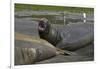 South Georgia. Saint Andrews. Southern Elephant Seals-Inger Hogstrom-Framed Photographic Print