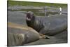 South Georgia. Saint Andrews. Southern Elephant Seals-Inger Hogstrom-Stretched Canvas