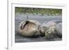 South Georgia. Saint Andrews. Southern Elephant Seals-Inger Hogstrom-Framed Photographic Print
