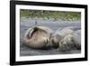 South Georgia. Saint Andrews. Southern Elephant Seals-Inger Hogstrom-Framed Photographic Print