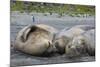 South Georgia. Saint Andrews. Southern Elephant Seals-Inger Hogstrom-Mounted Photographic Print