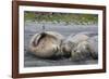 South Georgia. Saint Andrews. Southern Elephant Seals-Inger Hogstrom-Framed Photographic Print