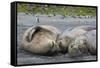 South Georgia. Saint Andrews. Southern Elephant Seals-Inger Hogstrom-Framed Stretched Canvas