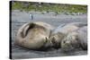 South Georgia. Saint Andrews. Southern Elephant Seals-Inger Hogstrom-Stretched Canvas