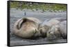 South Georgia. Saint Andrews. Southern Elephant Seals-Inger Hogstrom-Framed Stretched Canvas