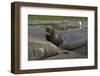 South Georgia. Saint Andrews. Southern Elephant Seals-Inger Hogstrom-Framed Photographic Print