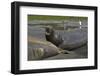 South Georgia. Saint Andrews. Southern Elephant Seals-Inger Hogstrom-Framed Photographic Print