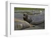 South Georgia. Saint Andrews. Southern Elephant Seals-Inger Hogstrom-Framed Photographic Print