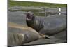 South Georgia. Saint Andrews. Southern Elephant Seals-Inger Hogstrom-Mounted Photographic Print