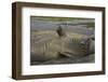 South Georgia. Saint Andrews. Southern Elephant Seals-Inger Hogstrom-Framed Photographic Print