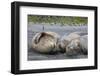 South Georgia. Saint Andrews. Southern Elephant Seals-Inger Hogstrom-Framed Photographic Print