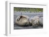 South Georgia. Saint Andrews. Southern Elephant Seals-Inger Hogstrom-Framed Photographic Print