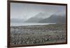South Georgia. Saint Andrews. View of the Huge King Penguin Colony-Inger Hogstrom-Framed Photographic Print