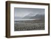 South Georgia. Saint Andrews. View of the Huge King Penguin Colony-Inger Hogstrom-Framed Photographic Print