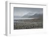 South Georgia. Saint Andrews. View of the Huge King Penguin Colony-Inger Hogstrom-Framed Photographic Print