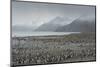 South Georgia. Saint Andrews. View of the Huge King Penguin Colony-Inger Hogstrom-Mounted Photographic Print
