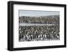 South Georgia. Saint Andrews. View of the Huge King Penguin Colony-Inger Hogstrom-Framed Photographic Print