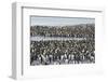 South Georgia. Saint Andrews. View of the Huge King Penguin Colony-Inger Hogstrom-Framed Photographic Print