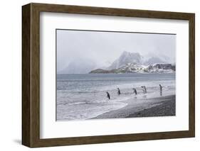 South Georgia, Salisbury Plain. After a snowfall, the beach at Salisbury Plain-Ellen Goff-Framed Photographic Print