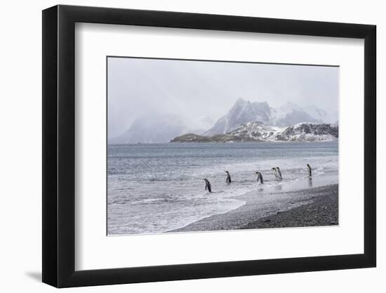 South Georgia, Salisbury Plain. After a snowfall, the beach at Salisbury Plain-Ellen Goff-Framed Photographic Print