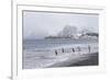 South Georgia, Salisbury Plain. After a snowfall, the beach at Salisbury Plain-Ellen Goff-Framed Photographic Print