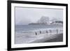 South Georgia, Salisbury Plain. After a snowfall, the beach at Salisbury Plain-Ellen Goff-Framed Photographic Print