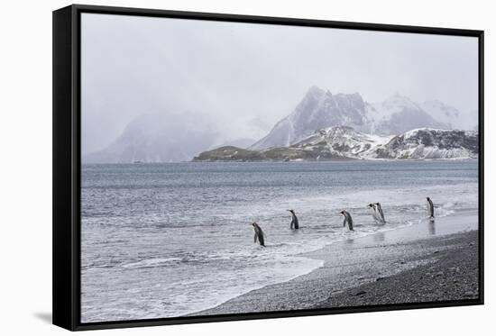 South Georgia, Salisbury Plain. After a snowfall, the beach at Salisbury Plain-Ellen Goff-Framed Stretched Canvas