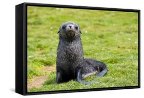 South Georgia. Salisbury Plain. Antarctic Fur Seal Pup-Inger Hogstrom-Framed Stretched Canvas