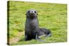 South Georgia. Salisbury Plain. Antarctic Fur Seal Pup-Inger Hogstrom-Stretched Canvas